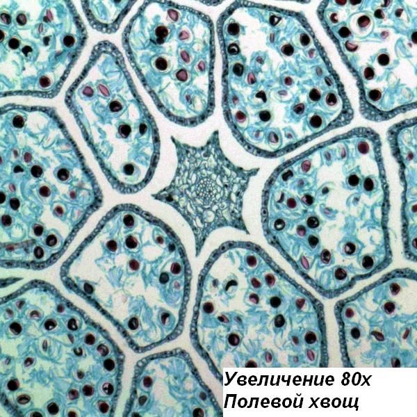 Мікроскоп Bresser Science TRM-301 40x-1000x Phase Contrast (5760100P) 914625 фото
