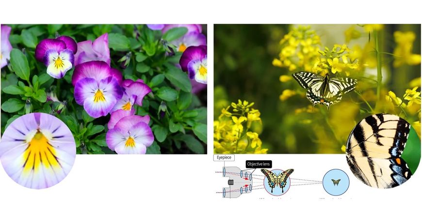 Бінокль Pentax UP 6.5x21 Papilio II (62001) 0027075288911 фото