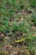 Намет Tramp Stalker 2 (v2) TRT-075 фото 32